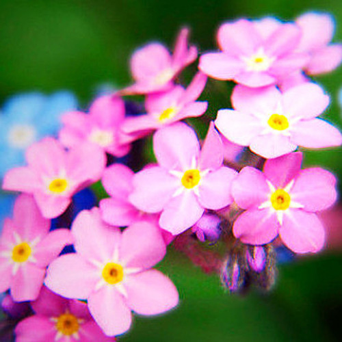 Pink Forget-me-nots