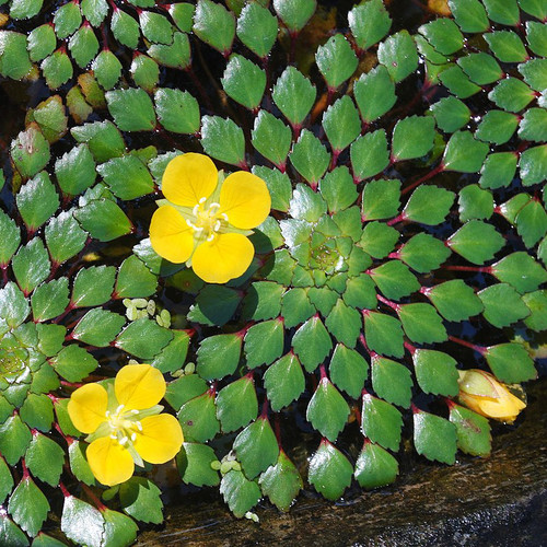 Mosaic Plant