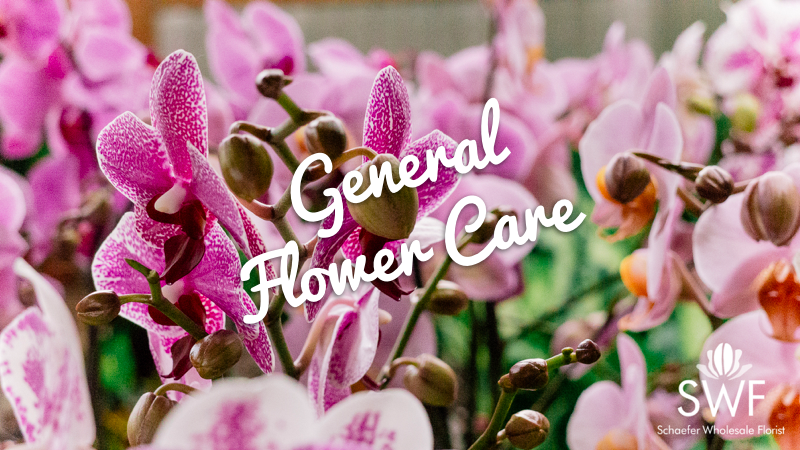 General Flower Care