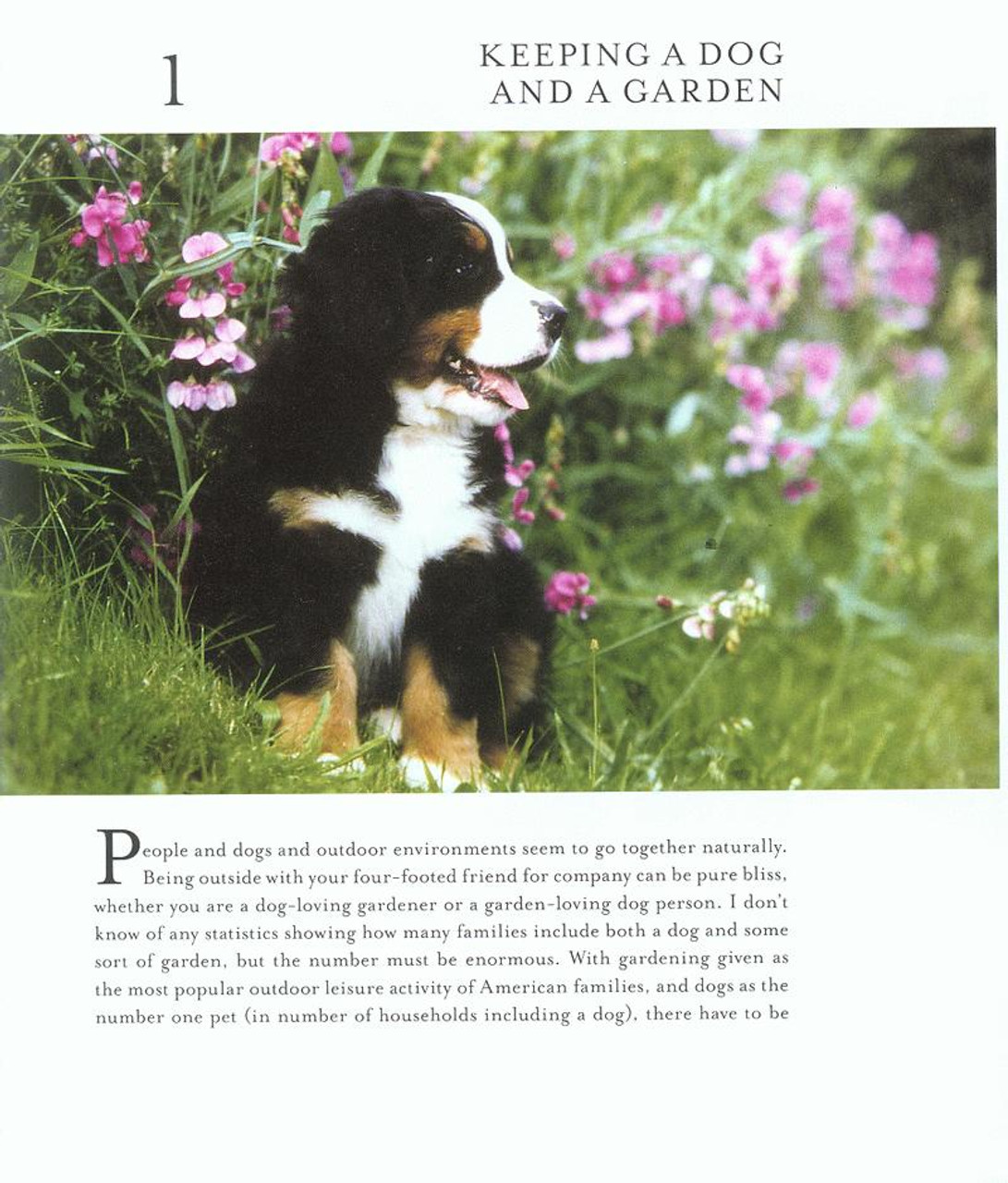 dog friendly gardens garden friendly dogs dogwise