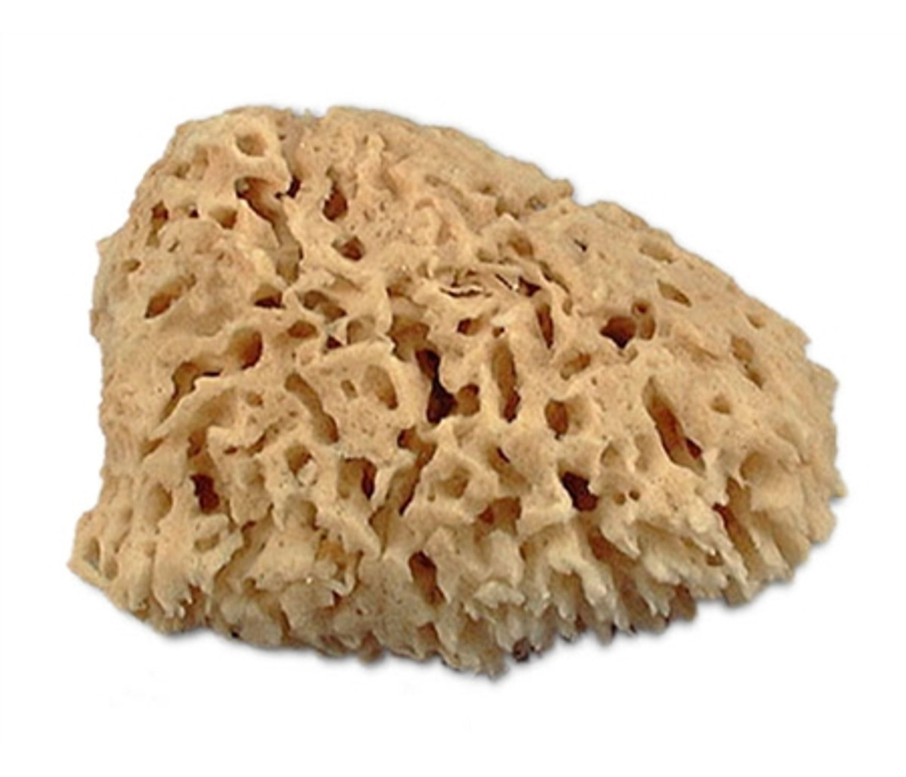 Sea Wool Sponge, 7.5-8 | Scenic Painting Supplies for Theatre & Stage ...