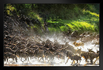 Lion Causes Commotion Among the Wildebeest Photo Art Print Framed Poster 20x14 inch Lion Causes Commotion Among the Wildebeest Photo Art Print Framed Poster 20x14 inch