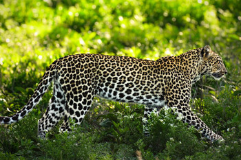 Laminated Leopard in Ndutu Ngorongoro Conservation Area Photo Art Print Sign Poster 18x12 inch Laminated Leopard in Ndutu Ngorongoro Conservation Area Photo Art Print Sign Poster 18x12 inch