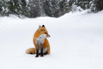 Laminated Winter Watcher Red Fox Sitting in the Snow Photo Art Print Sign Poster 18x12 inch Laminated Winter Watcher Red Fox Sitting in the Snow Photo Art Print Sign Poster 18x12 inch