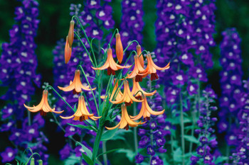 Laminated Canada Lilies and Delphiniums in a Garden Photo Art Print Sign Poster 18x12 inch Laminated Canada Lilies and Delphiniums in a Garden Photo Art Print Sign Poster 18x12 inch
