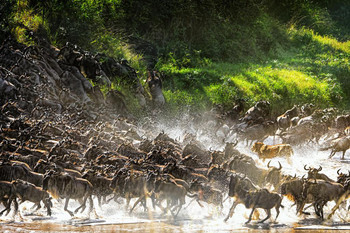 Laminated Lion Causes Commotion Among the Wildebeest Photo Art Print Sign Poster 18x12 inch Laminated Lion Causes Commotion Among the Wildebeest Photo Art Print Sign Poster 18x12 inch