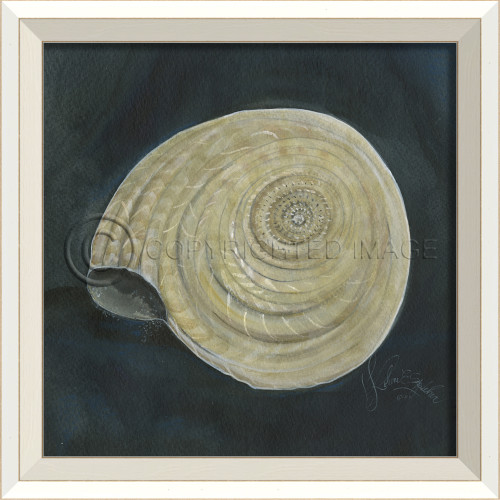 White Cottage Seashell No. 8 Framed Art