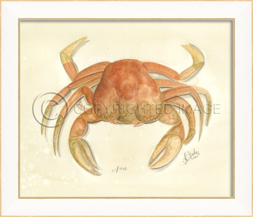 Spicher SS Crab No. 3