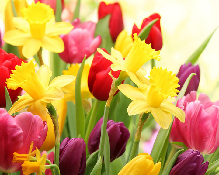 spring-flowers.jpg spring-flowers.jpg
