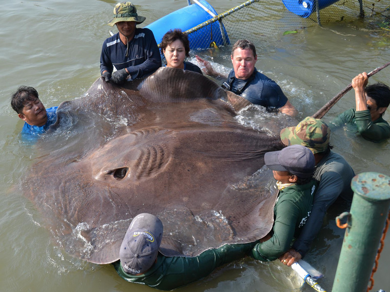 Largest Freshwater Fish Caught Is A…Stingray?