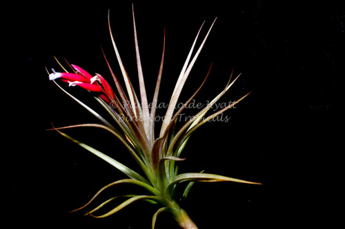 Tillandsia caulescens X aeranthos - Koide Hybrid