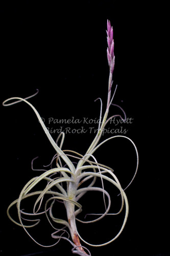 Tillandsia Bird Rock Swirl - (T. straminea X caerulea)