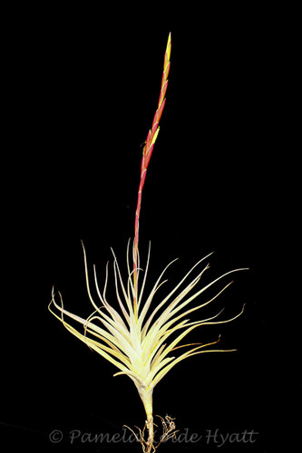 Tillandsia albida X schiedeana
