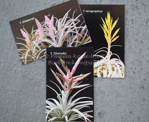Tilli-Cards