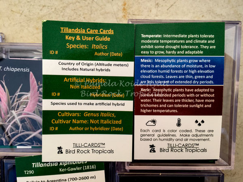 Tilli-Cards