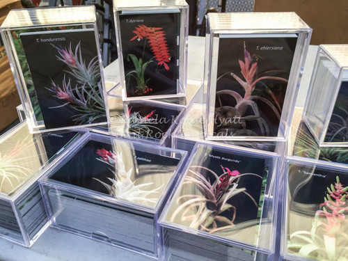 Tilli-Cards
