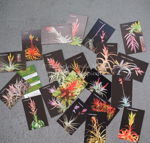 Tilli-Cards
