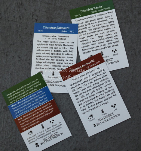 Tilli-Cards