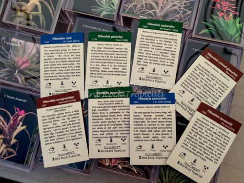 Tilli-Cards