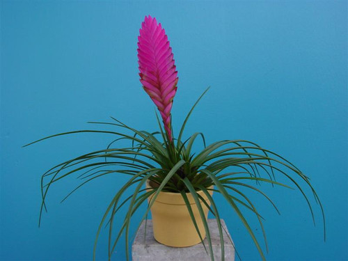 Tillandsia Vincent