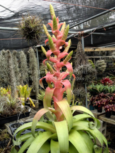 Tillandsia Samantha - (T. mooreana X kalmbacheri)