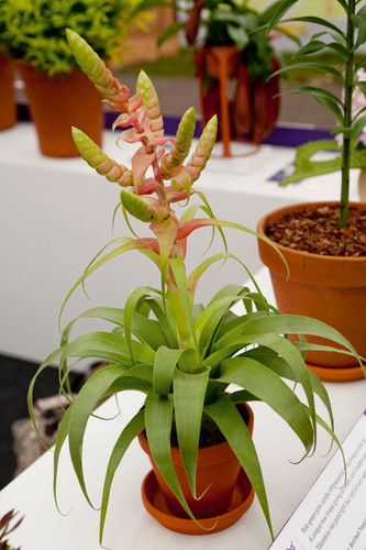 Tillandsia Samantha - (T. mooreana X kalmbacheri)