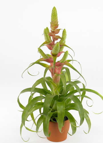 Tillandsia Samantha - (T. mooreana X kalmbacheri)