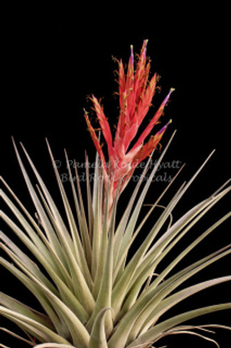 Tillandsia fasciculata v. densispica (Florida)