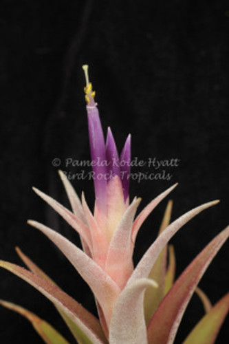 Tillandsia hondurensis