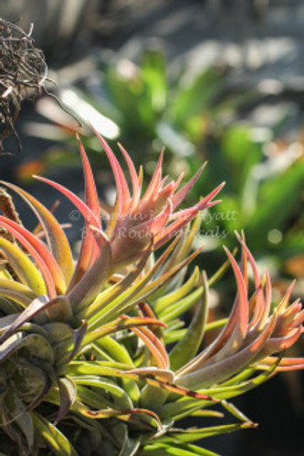 Tillandsia hondurensis