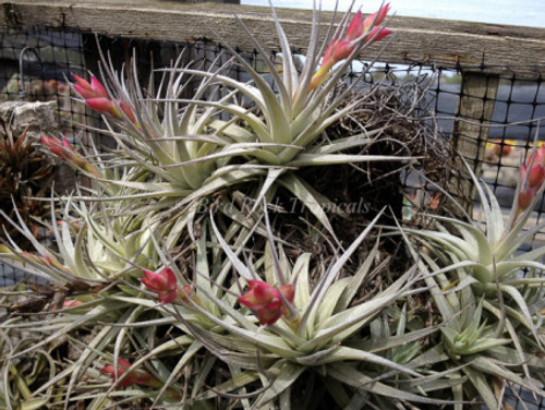 Tillandsia stricta var. albifolia