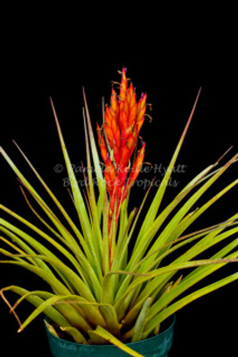 Tillandsia fasciculata (Yucatan)