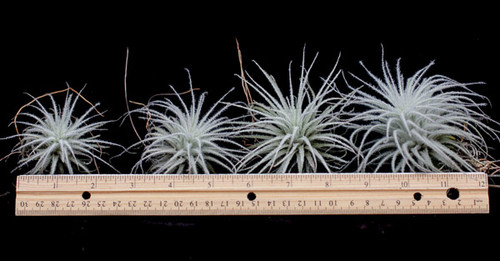 Tillandsia tectorum (Ecuador)