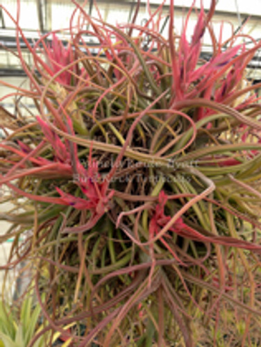 Tillandsia Queen's Medusa - (T. bulbosa X paucifolia) - Koide Hybrid