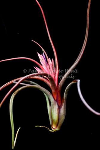 Tillandsia Queen's Medusa - (T. bulbosa X paucifolia) - Koide Hybrid