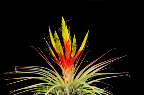 Tillandsia fasciculata (Costa Rica)
