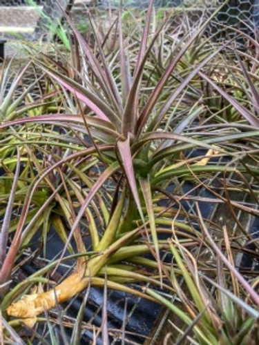 Tillandsia species (aeranthos group)