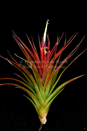 Tillandsia x rectifolia