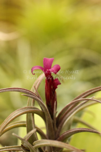 Tillandsia Mystic Burgundy (T. muhriae X albertiana)