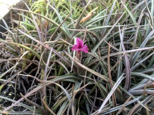 Tillandsia Mystic Burgundy (T. muhriae X albertiana)