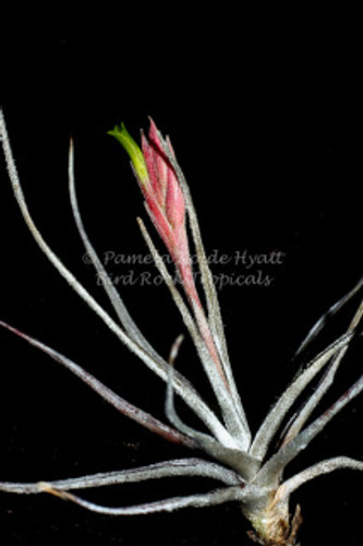Tillandsia tortilis