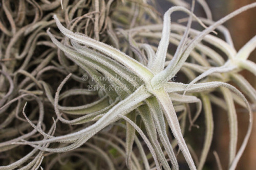 Tillandsia paleacea 'Starfish'