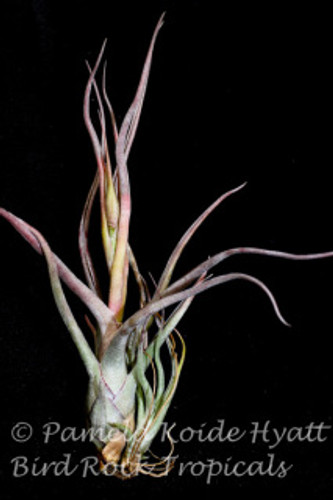 Tillandsia Pruinariza (Tillandsia ariza-julia X T. pruinosa)