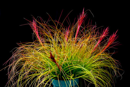 Tillandsia festucoides