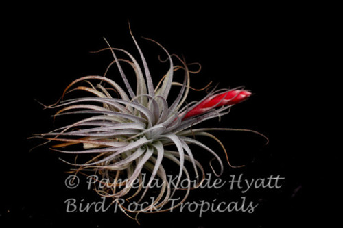 Tillandsia Stupendo - (T. 'Houston' X leonamiana)