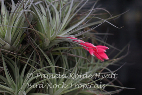 Tillandsia Stupendo - (T. 'Houston' X leonamiana)