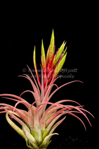 Tillandsia Elisa (T. concolor X streptophylla)