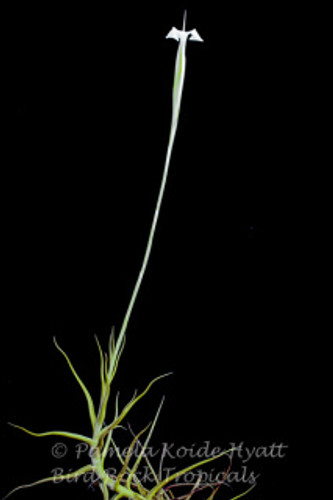 Tillandsia mereliana