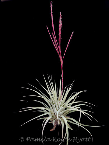 Tillandsia hitchcockiana