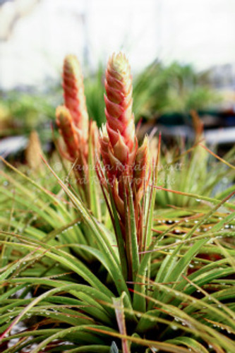Tillandsia compressa (Jamaica)